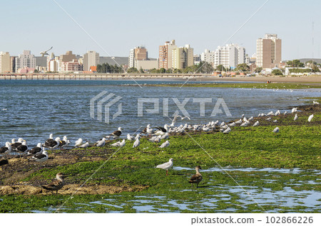 Seagulls perched on the coast with the city of Puerto Madryn in the background 102866226