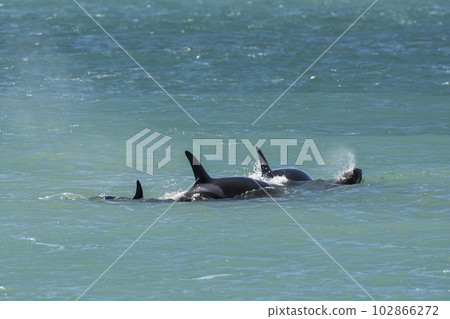 Killer whale hunting sea lions,Peninsula Valdes, Patagonia Argentina 102866272