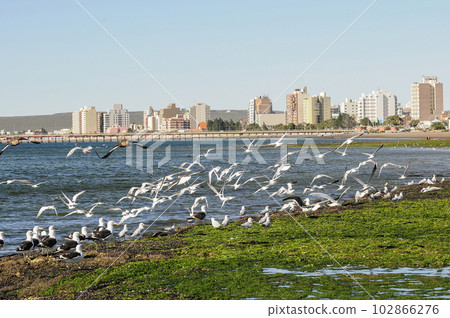 Seagulls perched on the coast with the city of Puerto Madryn in the background Seagulls perched on the coast with the city of Puerto Madryn in the background 102866276