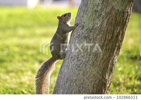 Beautiful wild gray squirrel climbing tree trunk in summer town park 102866311