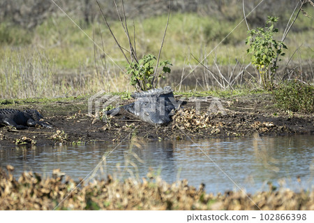 American alligators enjoying the heat from the sun on the bank of the lake in Florida American alligators enjoying the heat from the sun on the bank of the lake in Florida 102866398