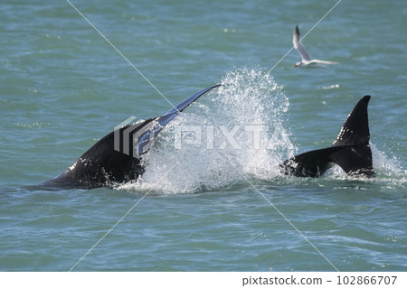 Killer whale hunting sea lions,Peninsula Valdes, Patagonia Argentina 102866707