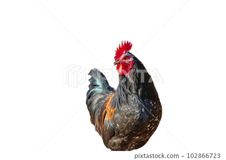Photo of a colored rooster on a white isolated background. Photo of a colored rooster on a white isolated background. 102866723