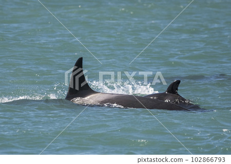 Killer whale hunting sea lions,Peninsula Valdes, Patagonia Argentina 102866793
