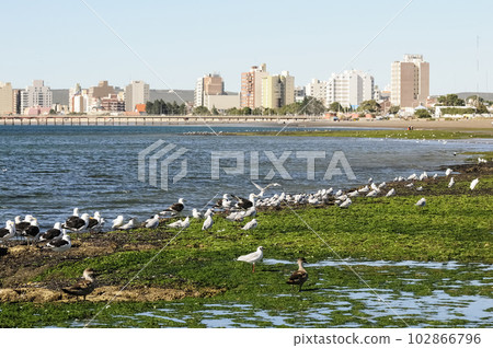 Seagulls perched on the coast with the city of Puerto Madryn in the background Seagulls perched on the coast with the city of Puerto Madryn in the background 102866796