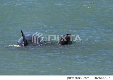 Mother and baby Orca swimming at the surface, Patagonia, Argentina. 102866826