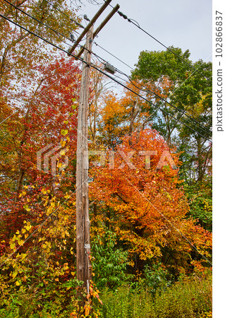 Telephone pole for communication in peak fall surrounded by orange, yellow, red, and green leaves Telephone pole for communication in peak fall surrounded by orange, yellow, red, and green leaves 102866837