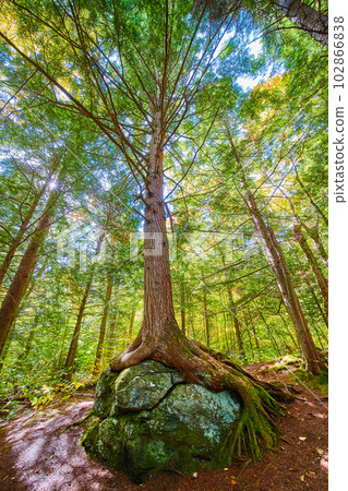 Stunning tall tree growing over boulder with exposed roots looking up from below 102866838