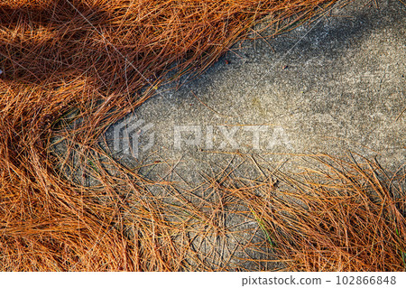 Texture asset of tan pine needles covering cement ground 102866848