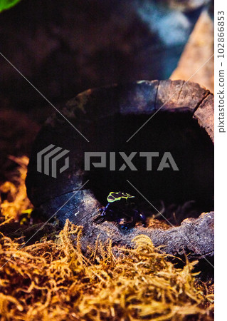 Tiny poison dart frog inside hollow tree trunk by mosses in dark light Tiny poison dart frog inside hollow tree trunk by mosses in dark light 102866853