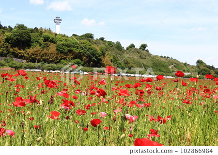 Spring landscape, poppy flowers Spring landscape, poppy flowers 102866984