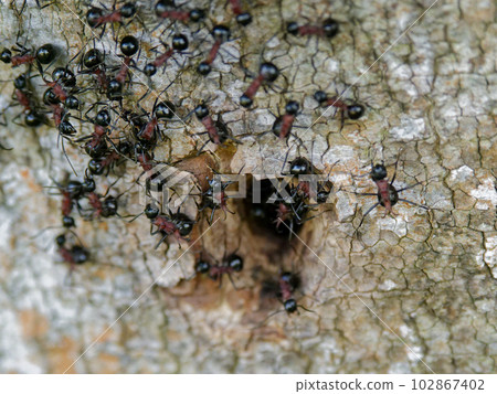 Colony of ant family Antidae Colony of ant family Antidae 102867402