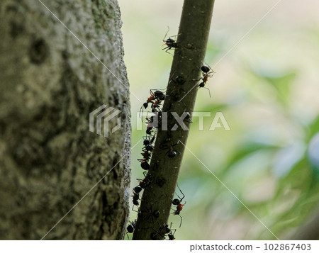 Colony of ant family Antidae Colony of ant family Antidae 102867403