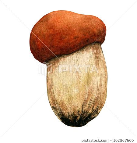 Watercolor autumn composition with mushroomsisolated on white background. Hand painted illustration for the design of stationery, posters, wallpaper. Wildlife clip art for print, fabric or background Watercolor autumn composition with mushroomsisolated on white background. Hand painted illustration for the design of stationery, posters, wallpaper. Wildlife clip art for print, fabric or background 102867600