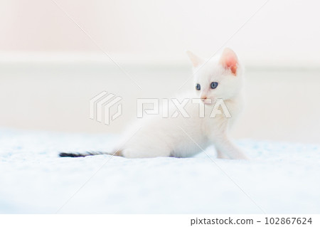 Baby cat. White kitten on blue blanket. 102867624