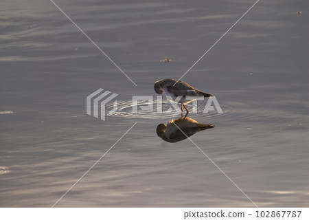 Plover paddling waters of a lagoon, La Pampa, Argentina 102867787