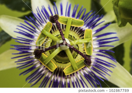 Blue passion flower, flower detail, Pampas forest, Argentina. Blue passion flower, flower detail, Pampas forest, Argentina. 102867789