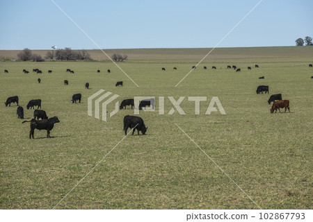 Export steers in pampas countryside, Patagonia, Argentina. 102867793