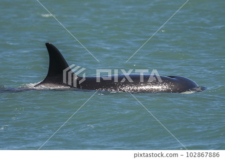 Orca breathing on the surface, Patagonia Argentina. 102867886