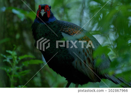 pheasant  102867966