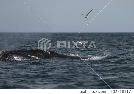 Whale tail out of water,Patagonia,Argentina. 102868117