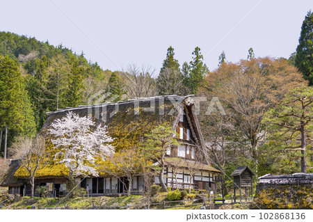 Hida no Sato, cherry blossoms and thatched houses (former Nishioka family residence) 102868136