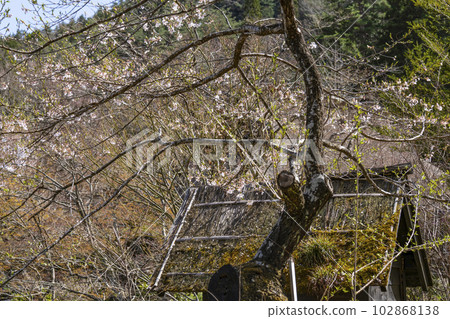 櫻花和茅草屋頂（飛騨之鄉） 102868138