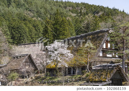 飛驒之鄉、櫻花和茅草屋（舊西岡家住宅） 102868139