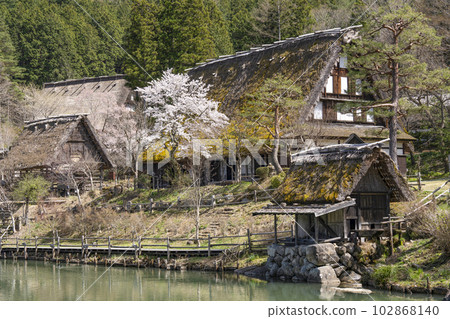 飛驒之鄉、櫻花和茅草屋（舊西岡家住宅） 102868140