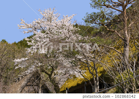 Cherry blossoms and thatched roof (Hida no Sato) Cherry blossoms and thatched roof (Hida no Sato) 102868142