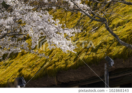 Cherry blossoms and thatched roof (Hida no Sato) Cherry blossoms and thatched roof (Hida no Sato) 102868143