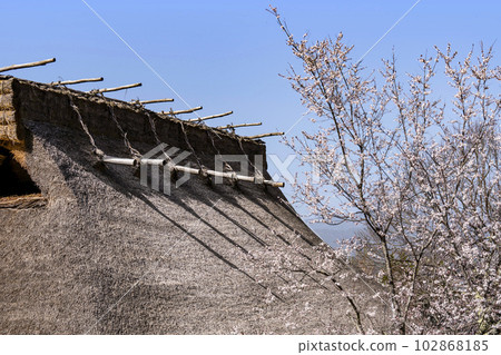 櫻花和茅草屋頂（飛騨之鄉） 102868185