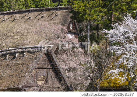 櫻花和合掌造村（飛騨之裡） 102868187