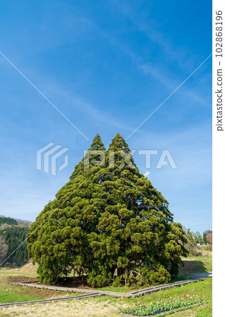 “山形縣”藍天和龍貓樹 “山形縣”藍天和龍貓樹 102868196
