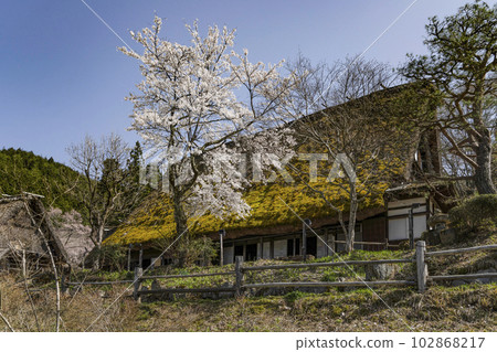 Hida no Sato, cherry blossoms and thatched houses (former Nishioka family residence) Hida no Sato, cherry blossoms and thatched houses (former Nishioka family residence) 102868217
