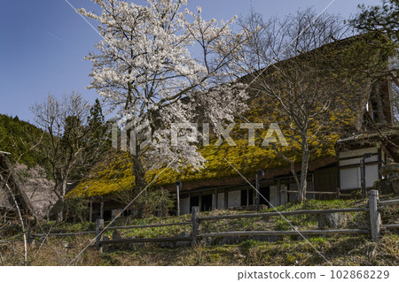 Hida no Sato, cherry blossoms and thatched houses (former Nishioka family residence) Hida no Sato, cherry blossoms and thatched houses (former Nishioka family residence) 102868229