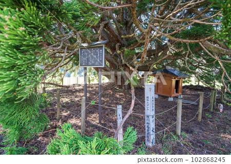 供奉在龍貓樹下的“山形縣”山神 102868245