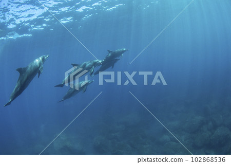 Flock of wild dolphins Flock of wild dolphins 102868536