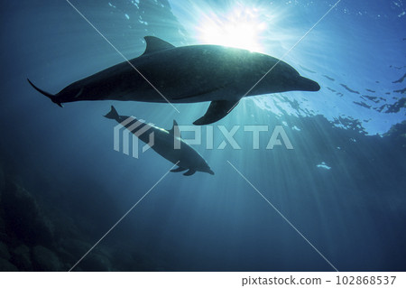 野生海豚和太陽光線 野生海豚和太陽光線 102868537