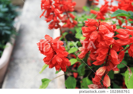 beautiful red salvia beautiful red salvia 102868761