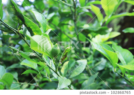 可愛的檸檬樹生長 102868765