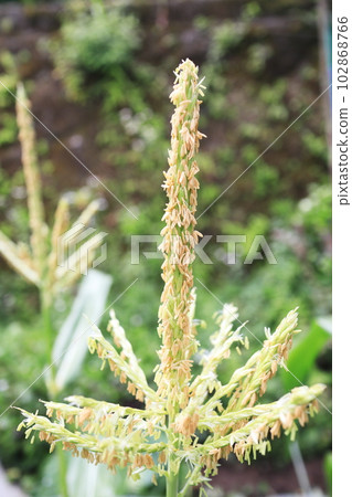 玉米花粉 102868766