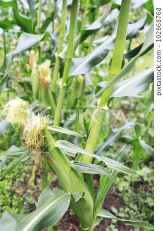 麥田的形象 102868768