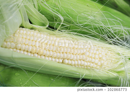 美麗的白玉米 102868773