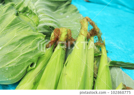 美味的玉米和捲心菜 102868775