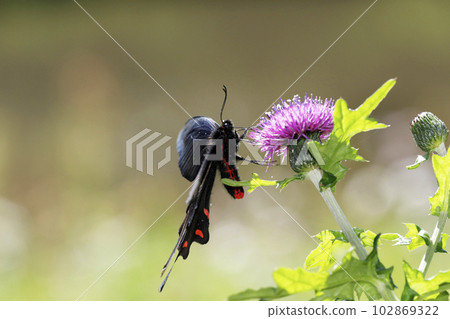 Musk swallowtail ♂ sucking nectar from the flower of thistle thistle 102869322
