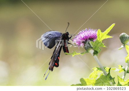Musk swallowtail ♂ sucking nectar from the flower of thistle thistle 102869323