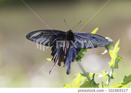 Musk swallowtail ♂ sucking nectar from the flower of thistle thistle 102869327