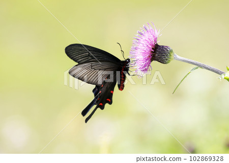 Musk swallowtail ♂ sucking nectar from the flower of thistle thistle 102869328