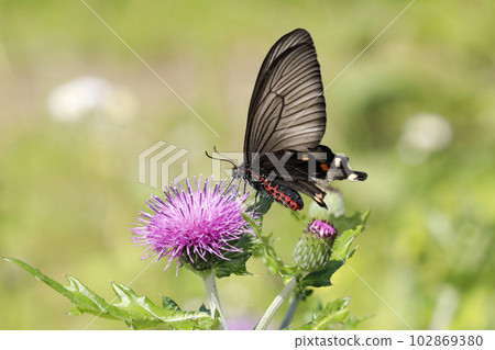 Musk swallowtail ♀ sucking nectar from the flowers Musk swallowtail ♀ sucking nectar from the flowers 102869380